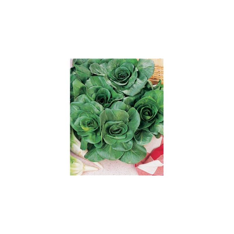 Fabre Graines - chicoree sauvage amelioree blonde - 3 g