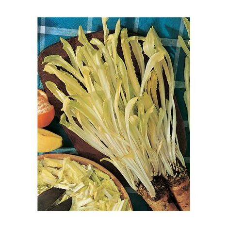 CHICOREE SAUVAGE BARBE DE CAPUCIN AMERE