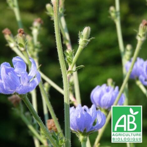 Chicorée sauvage BIO