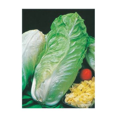 CHICOREE SAUVAGE PAIN DE SUCRE - 3 G -GRAINES