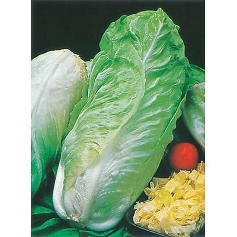 CHICOREE SAUVAGE PAIN DE SUCRE - 6 G - graines