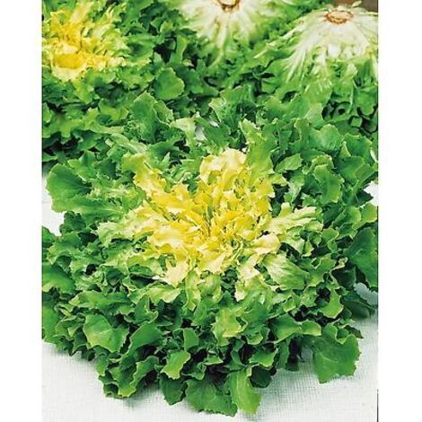 CHICOREE SCAROLE BATAVIA AMELIOREE - Graines de légumes - 3 G