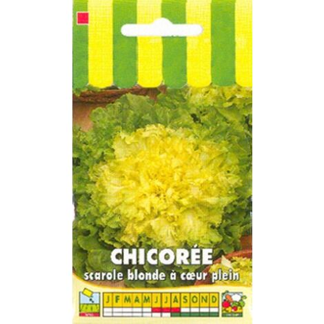 Chicorée scarole blonde à coeur plein - 3g
