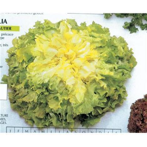 CHICOREE SCAROLE GEANTE MARAICHERE RACE MARGOT - Graines de légumes - 2 G
