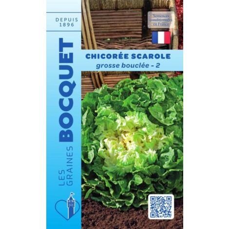 Chicorée scarole grosse bouclée 2 - 4g