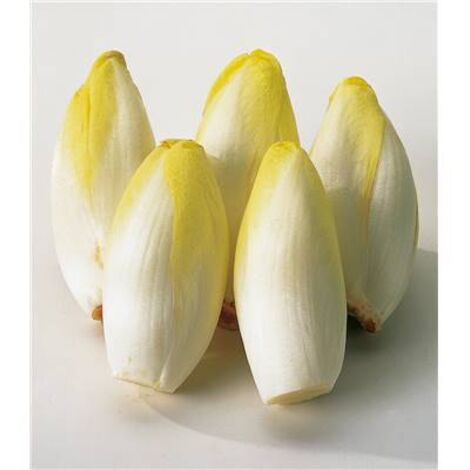 CHICOREE WILTLOOF ATLAS HF1 - Graines de légumes - 3 G