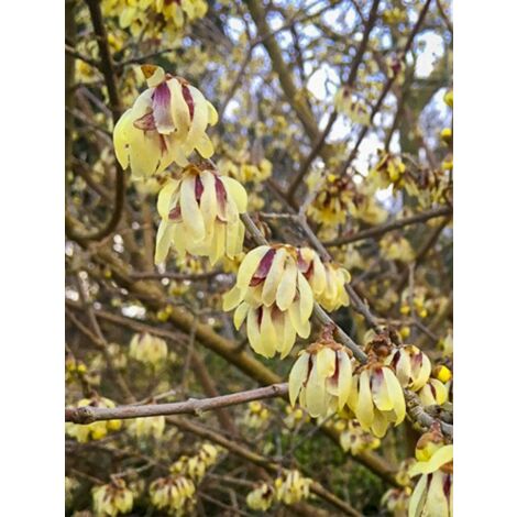 Chimonanthe précoce 'Grandiflorus' Pot de 4L/5L, Touffe