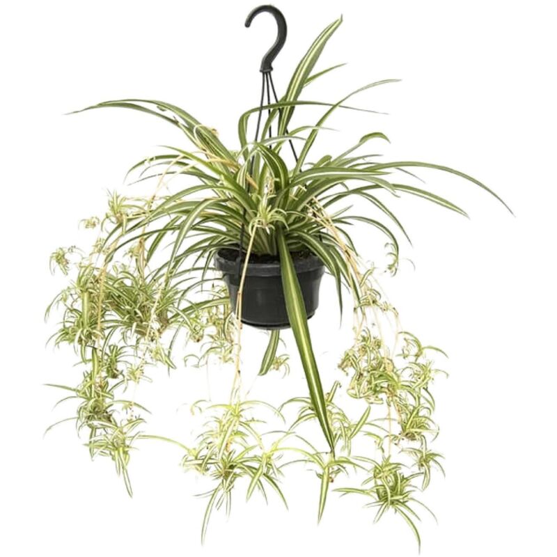 Chlorophytum Comosum Variegatum - Ø14cm - H55cm– ComfortXL Green