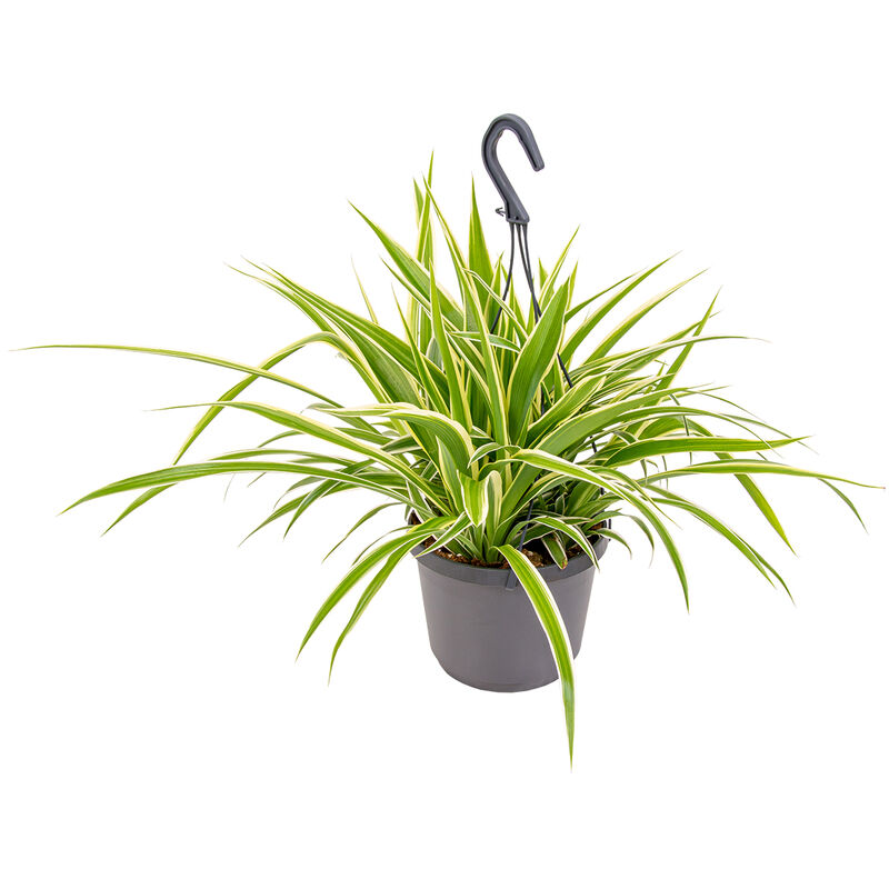 Bloomique - Chlorophytum en pot suspendu par unité - Chlorophytum 'Variegatum' - Plante d'intérieur ⌀18 cm - ↕40-45 cm