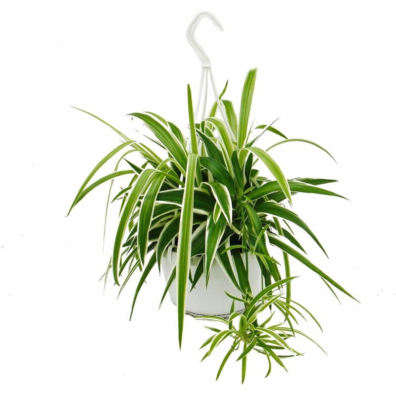 Chlorophytum, lis vert, plante de feux de circulation