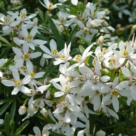 Choisya ternata "White Dazzler"