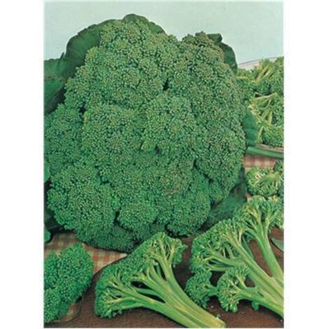 CHOU BROCOLI ARCADIA HF1 - Graines de légumes - 1 G