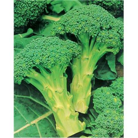 CHOU BROCOLI EMPEROR HF1 - 1 G - Graines de légumes