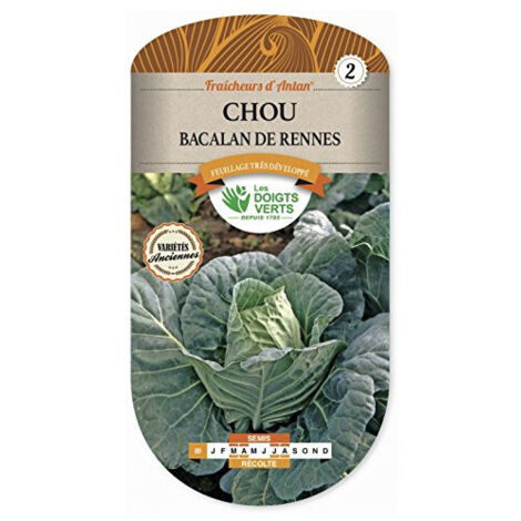 Chou cabus bacalan hâtif renne