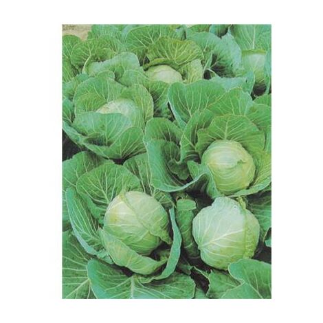 CHOU CABUS CYCLONE HF1 - 0.7 G - Graines biologiques