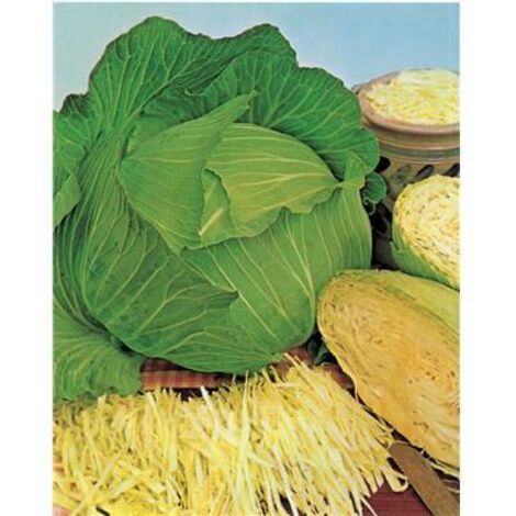 CHOU CABUS DE BRUNSWICK - 3 G - GRAINES DE LÉGUMES