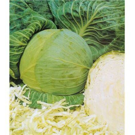 CHOU CABUS MEGATON HF1 - 0.5 G - Graines de légumes