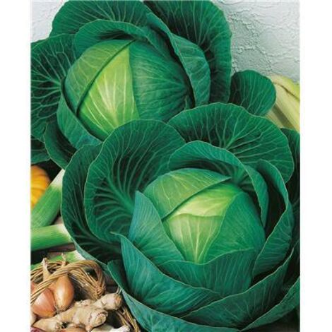 Graines & potager > Graines de légumes > Choux > Choux cabus