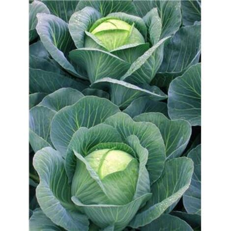 CHOU CABUS TETE DE PIERRE HF1 - 0.7G - Graines de légumes