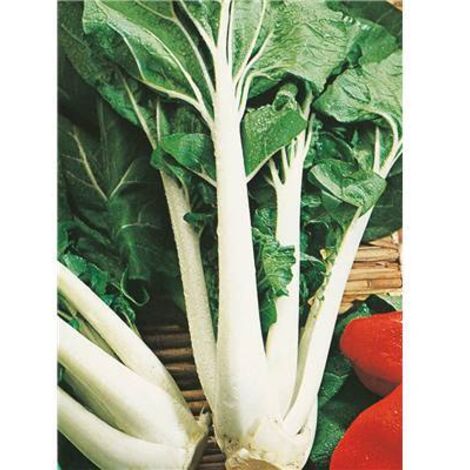 CHOU DE CHINE PAK CHOI TAISAI - 5 G - GRAINES