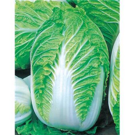 CHOU DE CHINE PETSAI TIPTOP HF1 - 1.5 G - Graines de légumes