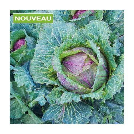 CHOU DE MILAN DEADON HF1 - 100 GRAINES