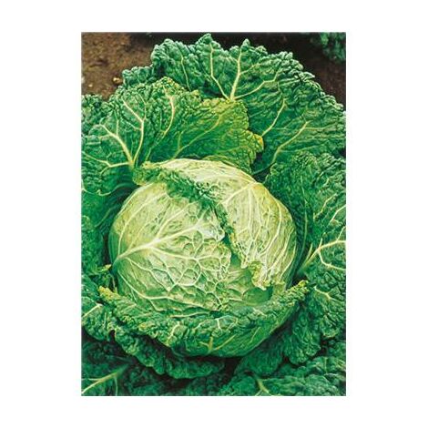 CHOU DE MILAN WINTESSA HF1 - 100 GRAINES - Légumes
