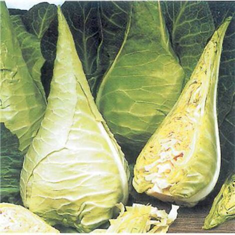 CHOU FILDERKRAUT RACE HILMAR - 1 G - Graines