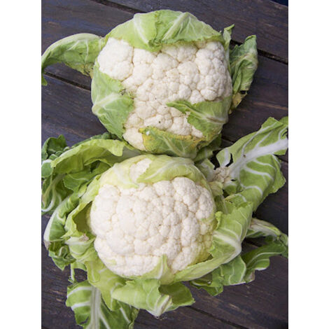 Chou-fleur 'd'Erfurt Boule de Neige' le sachet de 200 graines (1g)