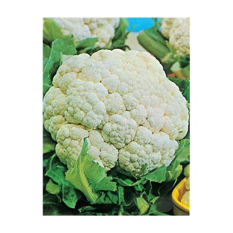 CHOU FLEUR MERVEILLE TOUTES SAISONS - 1 G - GRAINES