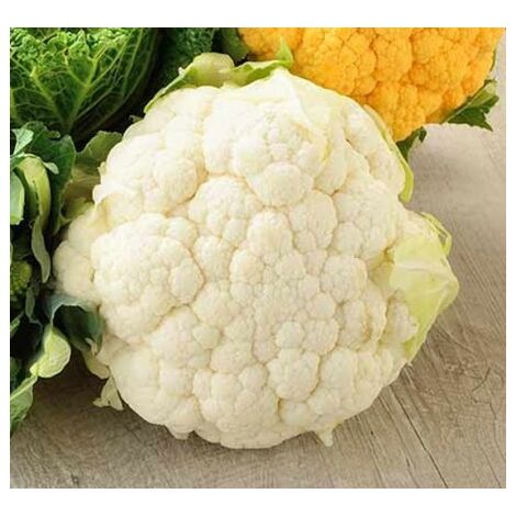 Chou fleur nain extra hâtif boule de neige - 1g