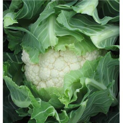 CHOU FLEUR NOMAD HF1 - 50 GRAINES - Légumes