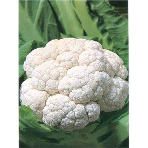 CHOU FLEUR SERAC HF1 - 0.5 G - Graines de légumes