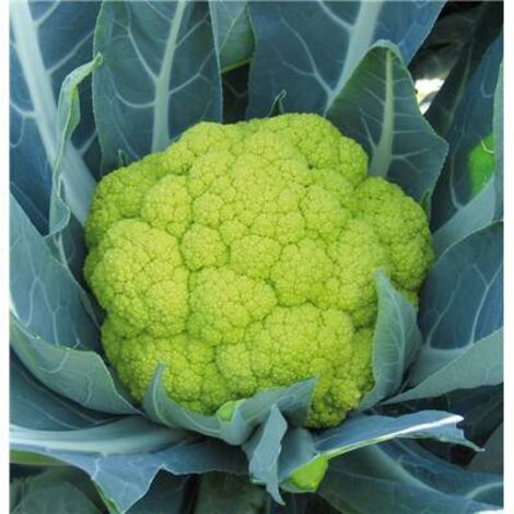 CHOU FLEUR SUSANA HF1 - 75 GRAINES - LÉGUMES