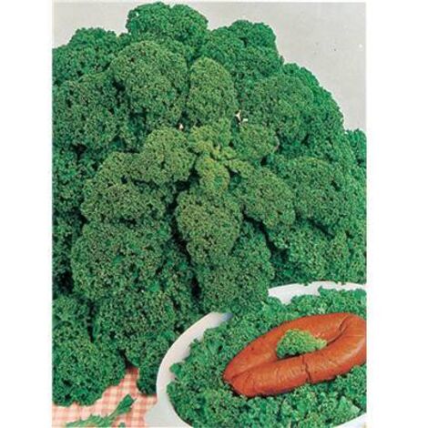 CHOU FRISE VERT DEMI NAIN - 3 G - Graines de légumes
