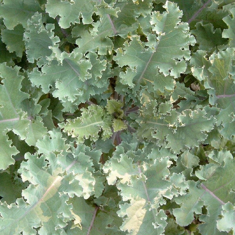 Chou mollier (Brassica oleracea) 1 kg chou fourrager fourrage des champs chou moëllier