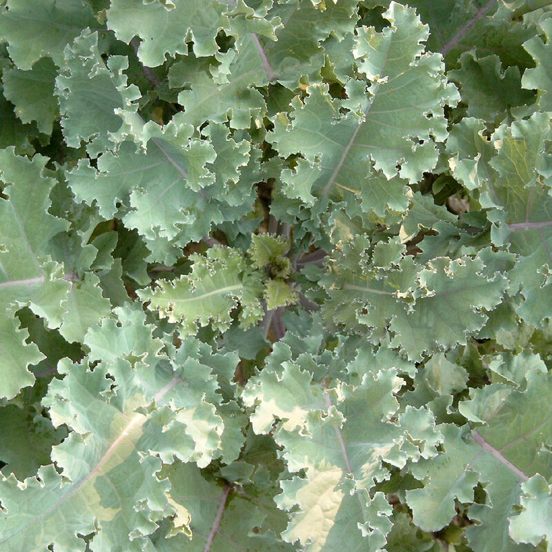 Sonstige - Chou mollier (Brassica oleracea) 1 kg chou fourrager fourrage des champs chou moëllier