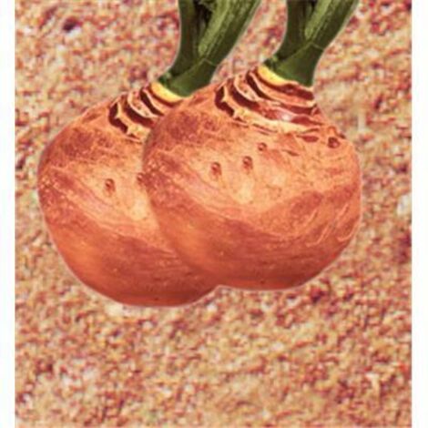 CHOU NAVET RUTABAGA CHAMPION COLLET - GRAINES