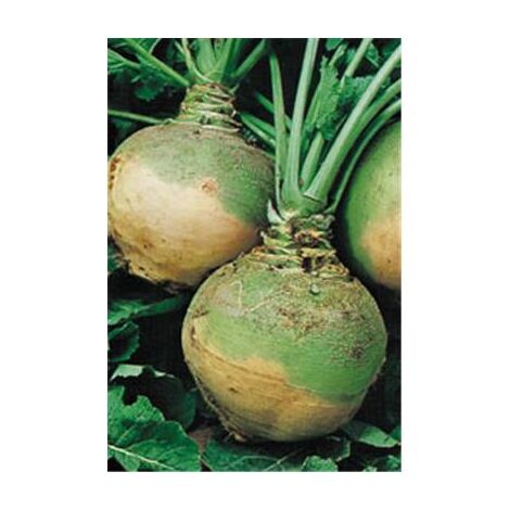 CHOU NAVET RUTABAGA JAUNE COLLET - 25 G - GRAINES