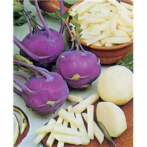 CHOU RAVE VIOLET DE VIENNE - 3 G - Graines de légumes