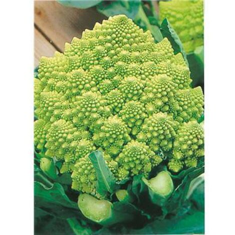 CHOU ROMANESCO VERONICA - 0.3 G - Graines de légumes