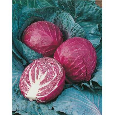 CHOU ROUGE TETE NOIRE - 2 G - Graines de légumes