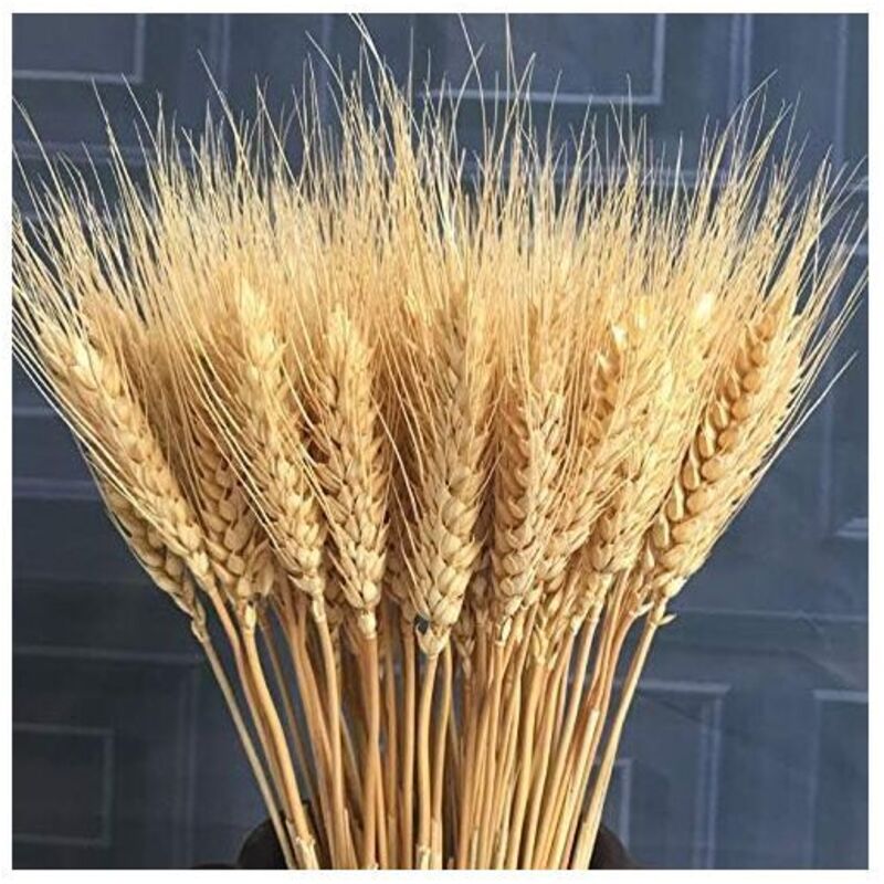 100pcs Fleur Artificielle Plante Artificielle Grandes Fleurs Séchées De Blé Gerbes De Blé Séché Naturel, Bouquets De Tiges De Blé Séchées, Blé Réel