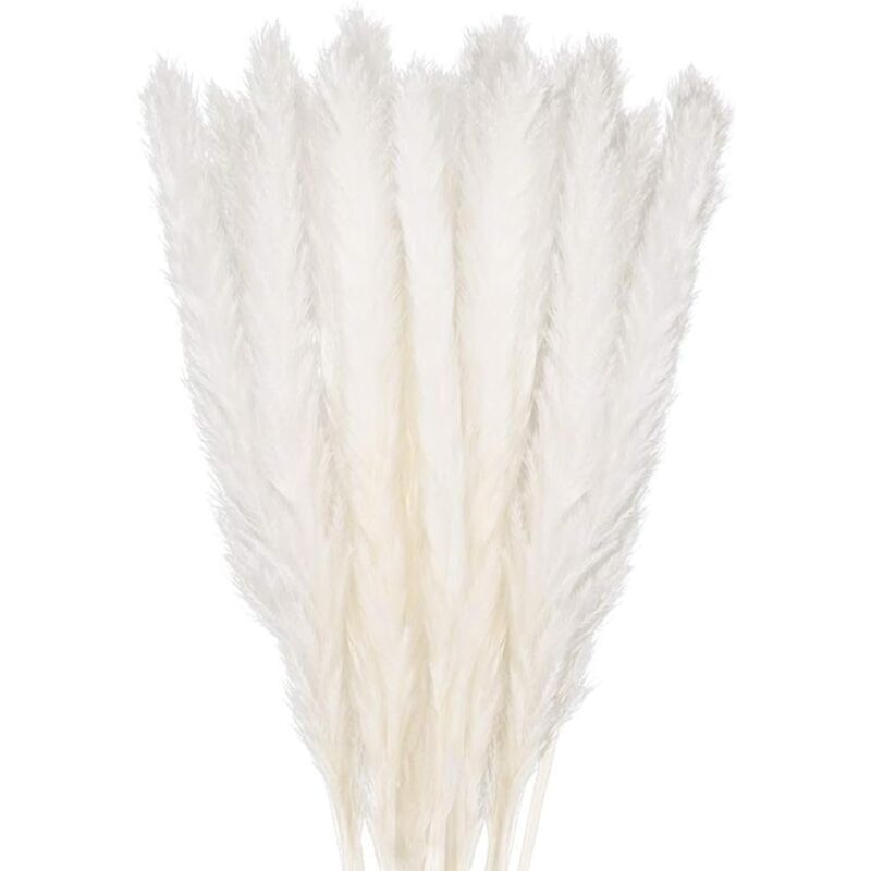 30 pcs Herbe de la Pampa, 58 cm Naturel Pampa Fleur Bouquet de Fleurs Sechees pour Vases, Blanc Boho Decoration Chambre Maison Salon, Mariage