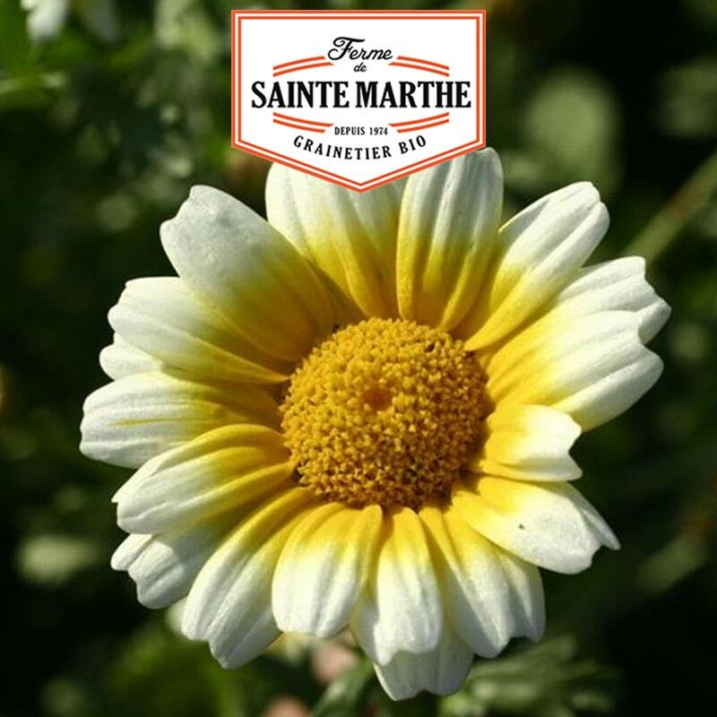 La Ferme Sainte Marthe - 300 graines Chrysantheme Comestible