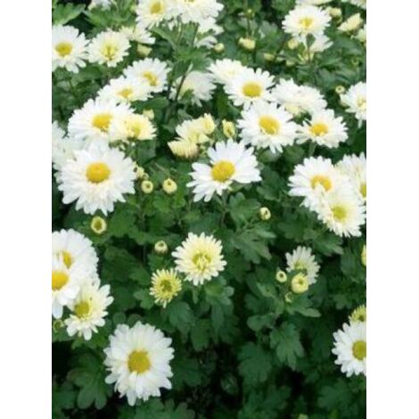 Chrysanthème des jardins 'Poesie' Godet de 8/9 cm
