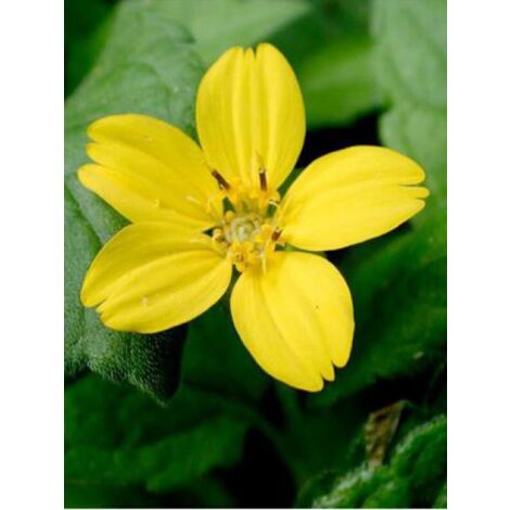Chrysogonum virginianum 'Andre Vilette' Godet de 8/9 cm