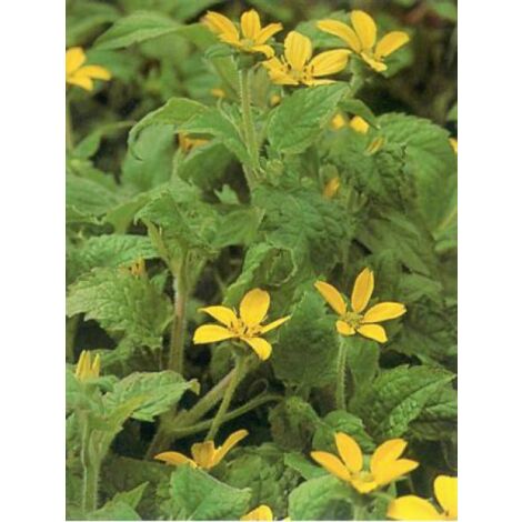 Chrysogonum virginianum Godet de 8/9 cm