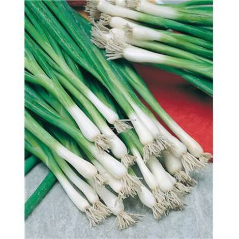 CIBOULE BLANCHE