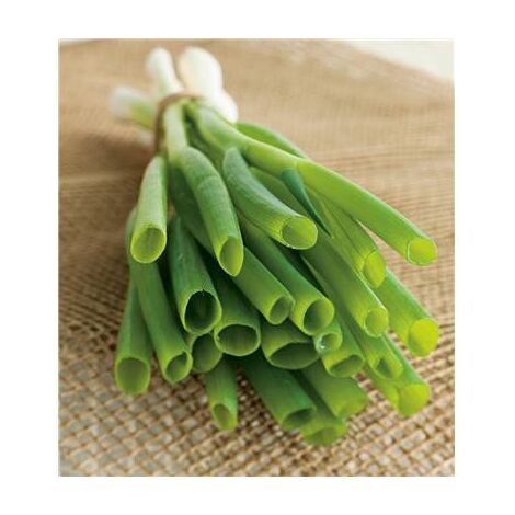 CIBOULE - Plants de légumes - LOT DE 2 GODETS